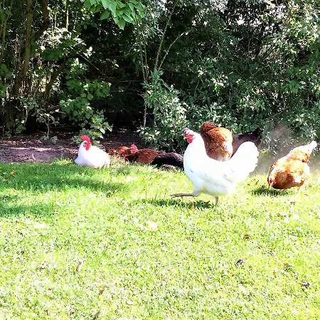 Pa Rodkaergard דירה קרטמינדה